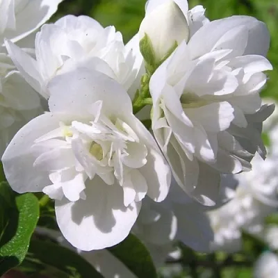 Жасмин ЖИРАНДОЛЬ  Жасмин ЖИРАНДОЛЬ в Вологде