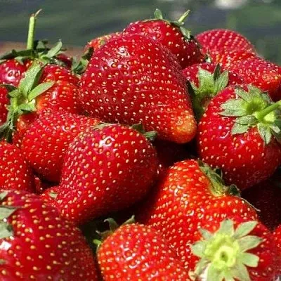 Клубника ПИРЧИНКЬЮ  Клубника ПИРЧИНКЬЮ в Вологде