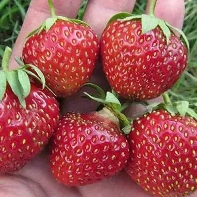 Клубника ВИМА ЗАНТА  Клубника ВИМА ЗАНТА в Вологде