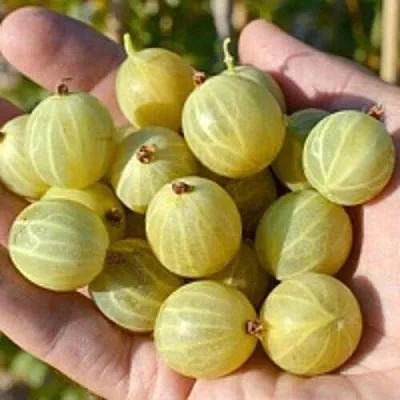 Крыжовник БЕРИЛЛ  Крыжовник БЕРИЛЛ в Вологде