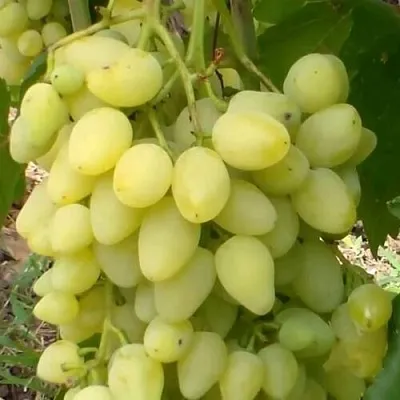 Виноград ЗАРНИЦА  Виноград ЗАРНИЦА в Вологде