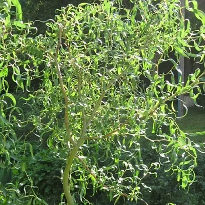 Ива МАТСУДАНА  Ива МАТСУДАНА в Вологде