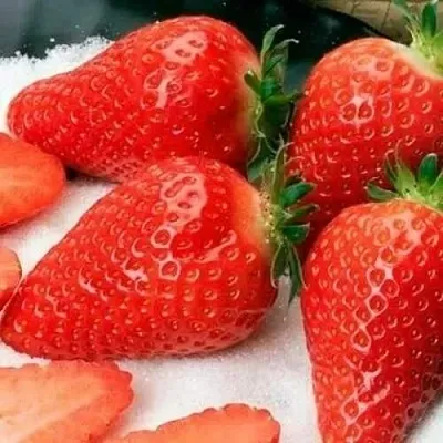 Клубника АЛЬБА  Клубника АЛЬБА в Вологде