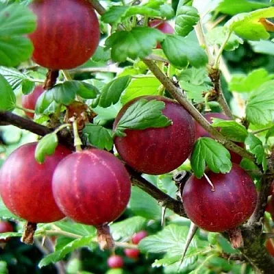 Крыжовник КОНСУЛ  Крыжовник КОНСУЛ в Вологде