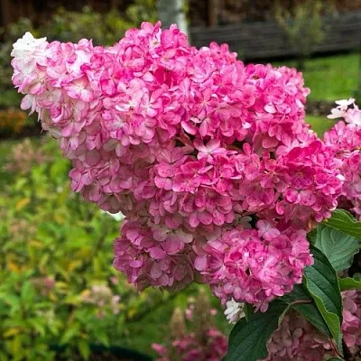 Гортензия МЕГА МИНДИ метельчатая в Вологде