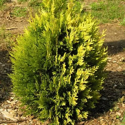 Туя КОППЕР ГОЛД западная в Вологде