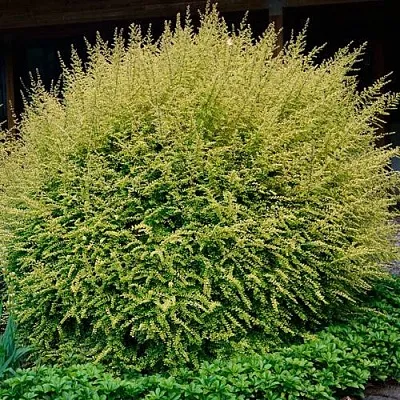 Жимолость  Жимолость в Вологде