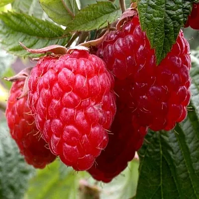 Малина КВЕЛЛИ  Малина КВЕЛЛИ в Вологде