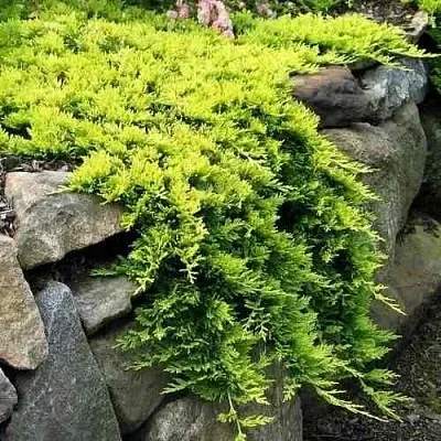 Можжевельник ГОЛДЕН КАРПЕТ горизонтальный  Можжевельник ГОЛДЕН КАРПЕТ горизонтальный в Вологде