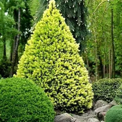 Ель РЕЙНБОУЗ ЭНД сизая  Ель РЕЙНБОУЗ ЭНД сизая в Вологде