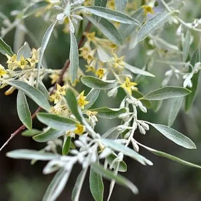 Лох  Лох в Вологде