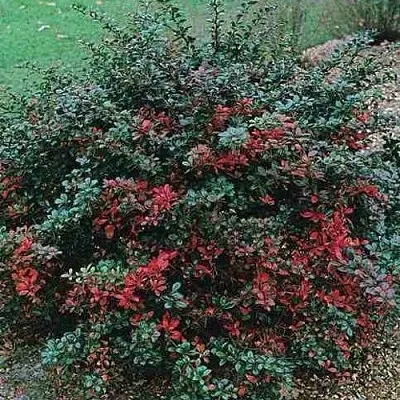 Барбарис РЕД ДЖЕВЕЛ средний   Барбарис РЕД ДЖЕВЕЛ средний  в Вологде