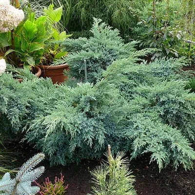 Можжевельник БЛЮ ШВЕД (СВИД) чешуйчатый  Можжевельник БЛЮ ШВЕД (СВИД) чешуйчатый в Вологде