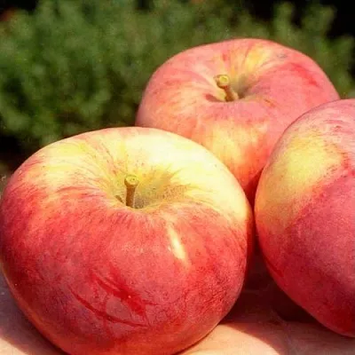 Яблоня ОРЛОВИМ  Яблоня ОРЛОВИМ в Вологде