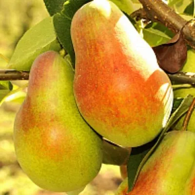 Груша РУССКАЯ КРАСАВИЦА (КРАСАВИЦА ЧЕРНЕНКО) в Вологде