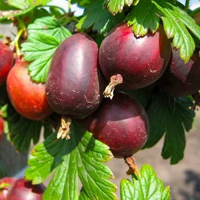 Крыжовник ЧЕРНОСЛИВОВЫЙ  Крыжовник ЧЕРНОСЛИВОВЫЙ в Вологде