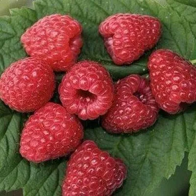 Малина ЗЮГАНА  Малина ЗЮГАНА в Вологде