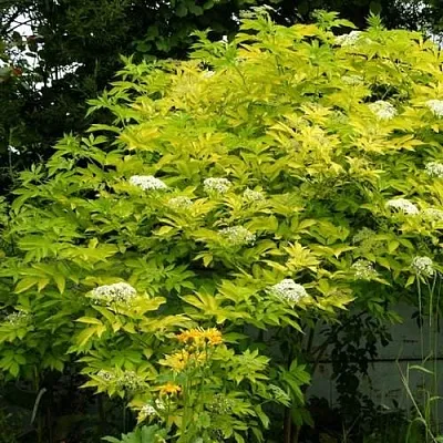 Бузина черная АУРЕА  Бузина черная АУРЕА в Вологде