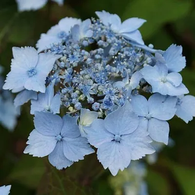 Гортензия БЛЮ ДЕКЛ пильчатая  Гортензия БЛЮ ДЕКЛ пильчатая в Вологде