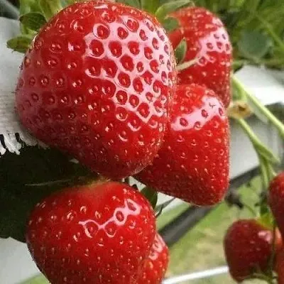 Клубника АРГЕНТЕРА  Клубника АРГЕНТЕРА в Вологде