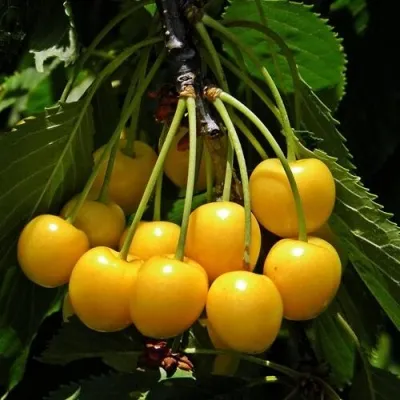 Черешня ДРОГАНА ЖЁЛТАЯ — описание сорта Черешня ДРОГАНА ЖЁЛТАЯ в Вологде