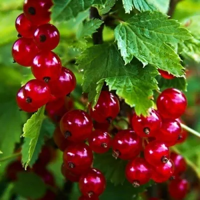 Смородина красная РОЛАН в Вологде