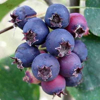 Ирга SLEYT  Ирга SLEYT в Вологде