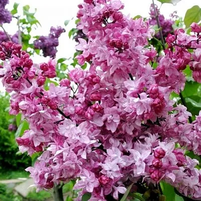 Сирень ОЛИМПИАДА КОЛЕСНИКОВА в Вологде