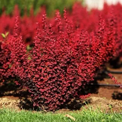 Барбарис ОРАНЖ РОКЕТ тунберга  Барбарис ОРАНЖ РОКЕТ тунберга в Вологде