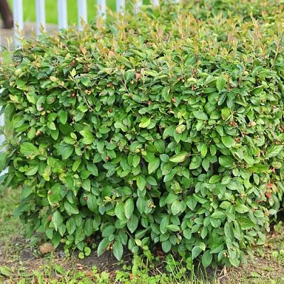 Кизильник блестящий в Вологде