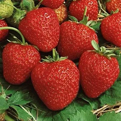 Клубника КОРОНА  Клубника КОРОНА в Вологде