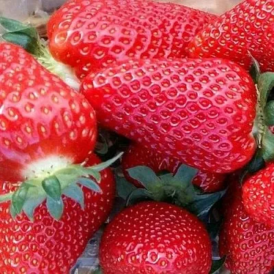 Клубника АМИ  Клубника АМИ в Вологде