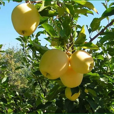 Яблоня ГОЛДЕН МИЛЛЕНИУМ  Яблоня ГОЛДЕН МИЛЛЕНИУМ в Вологде