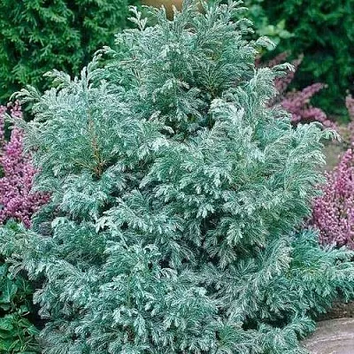 Кипарисовик БУЛЕВАРД горохоплодный  Кипарисовик БУЛЕВАРД горохоплодный в Вологде