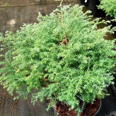 Кипарисовик СКВАРРОЗА горохоплодный  Кипарисовик СКВАРРОЗА горохоплодный в Вологде