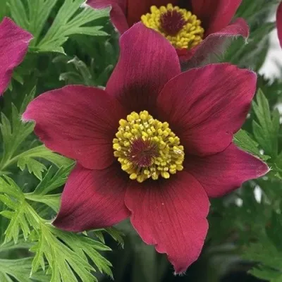 Прострел ПИНВИЛ РЕД ШЕЙДЕС в Вологде