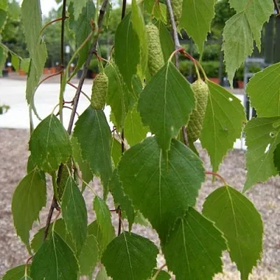 Береза ФАСЦИНЕЙШЕН белая   Береза ФАСЦИНЕЙШЕН белая  в Вологде