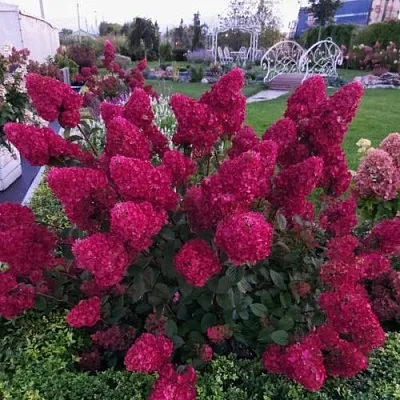 Гортензия САМАРСКАЯ ЛИДИЯ метельчатая в Вологде