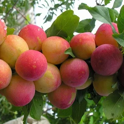 Слива СКОРОПЛОДНАЯ  Слива СКОРОПЛОДНАЯ в Вологде