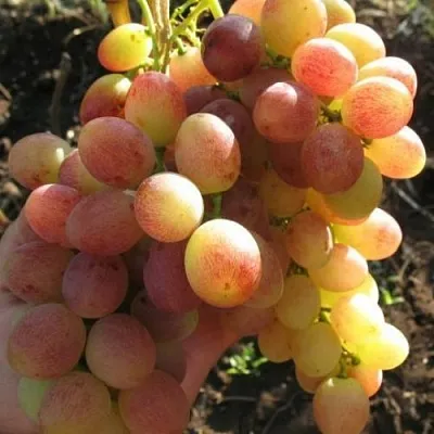 Виноград ТАСОН  Виноград ТАСОН в Вологде