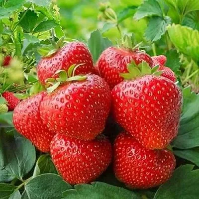 Клубника КИМБЕРЛИ  Клубника КИМБЕРЛИ в Вологде