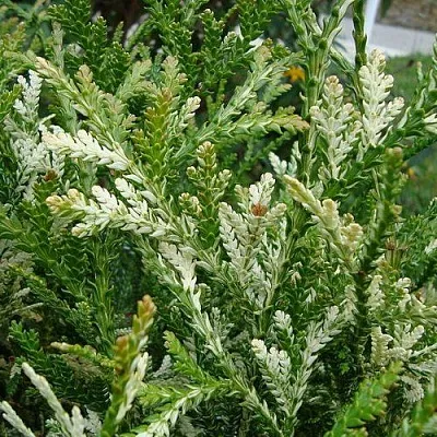 Туевик ВАРИЕГАТА долотовидный   Туевик ВАРИЕГАТА долотовидный  в Вологде