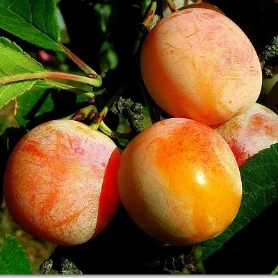 Ранняя  Ранняя в Вологде