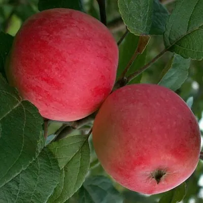 Яблоня СУЙСЛЕПСКОЕ (МАЛИНОВКА)  Яблоня СУЙСЛЕПСКОЕ (МАЛИНОВКА) в Вологде
