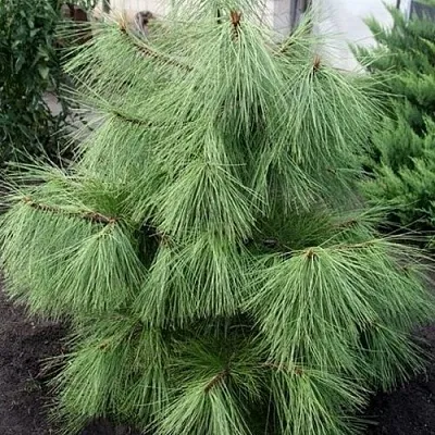 Сосна желтая   Сосна желтая  в Вологде