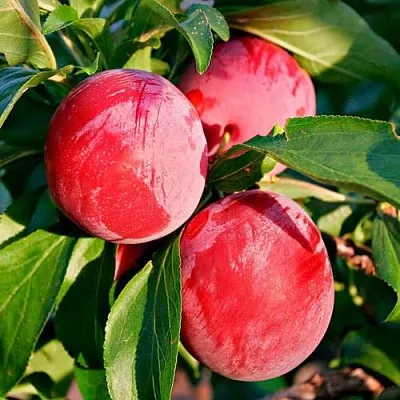 Красная  Красная в Вологде