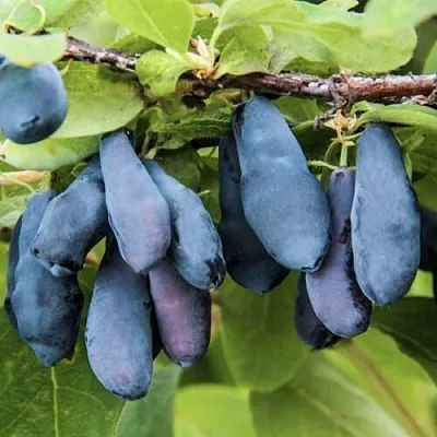 Жимолость съедобная СИБИРЯЧКА в Вологде