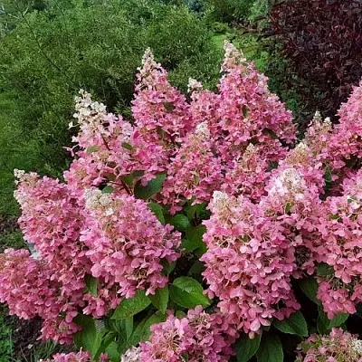 Гортензия ПИНКИ ВИНКИ метельчатая в Вологде