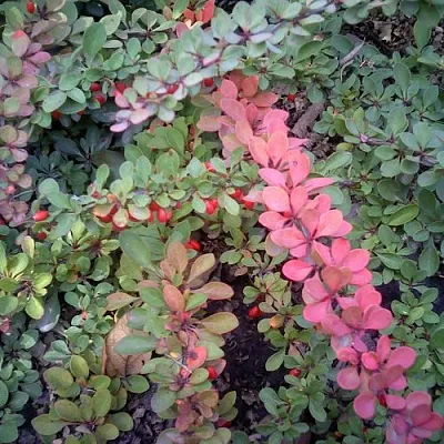 Барбарис ГРИН КАРПЕТ тунберга  Барбарис ГРИН КАРПЕТ тунберга в Вологде