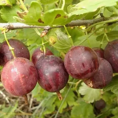 Крыжовник СМЕНА  Крыжовник СМЕНА в Вологде